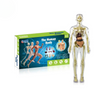 Human Anatomy – Lære og opdage – Modelkit af menneskekroppen