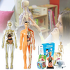 Human Anatomy – Lære og opdage – Modelkit af menneskekroppen