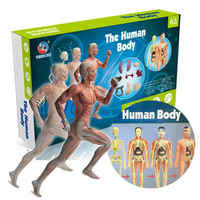 Thumbnail for Human Anatomy – Lære og opdage – Modelkit af menneskekroppen