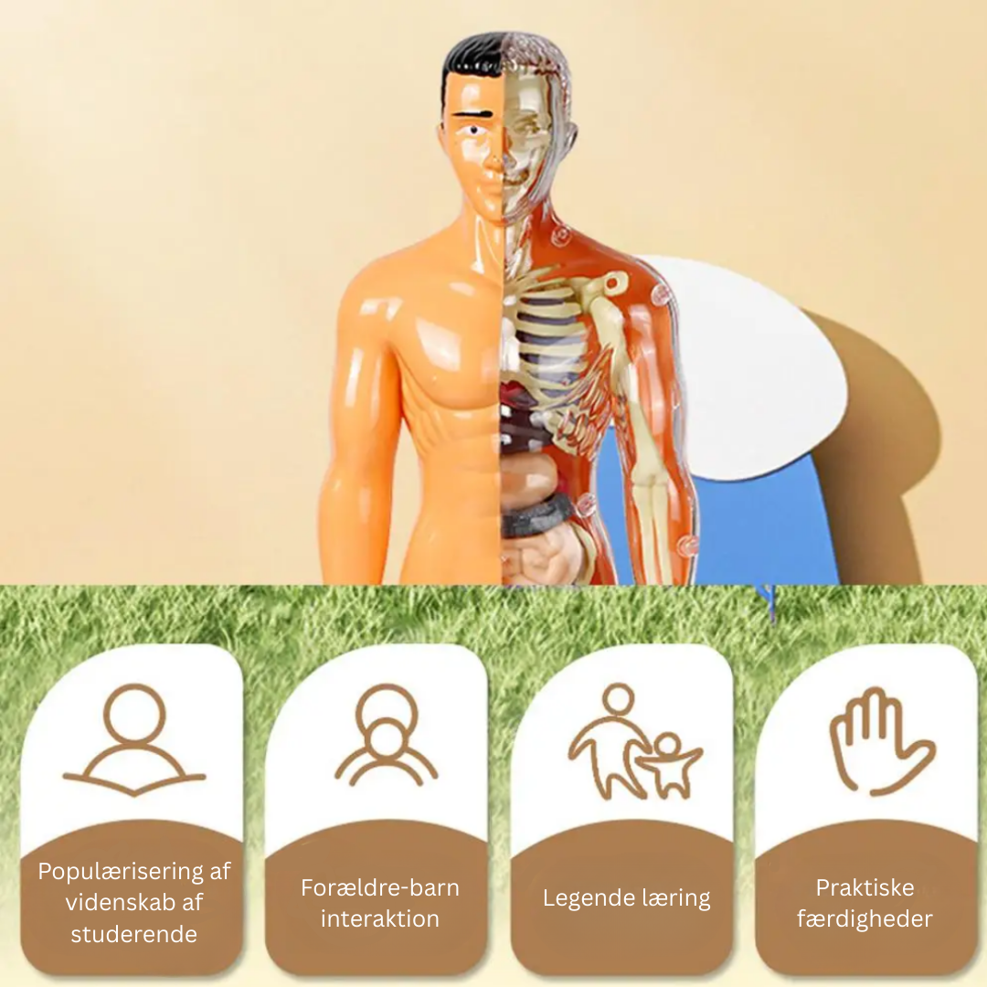 Human Anatomy – Lære og opdage – Modelkit af menneskekroppen