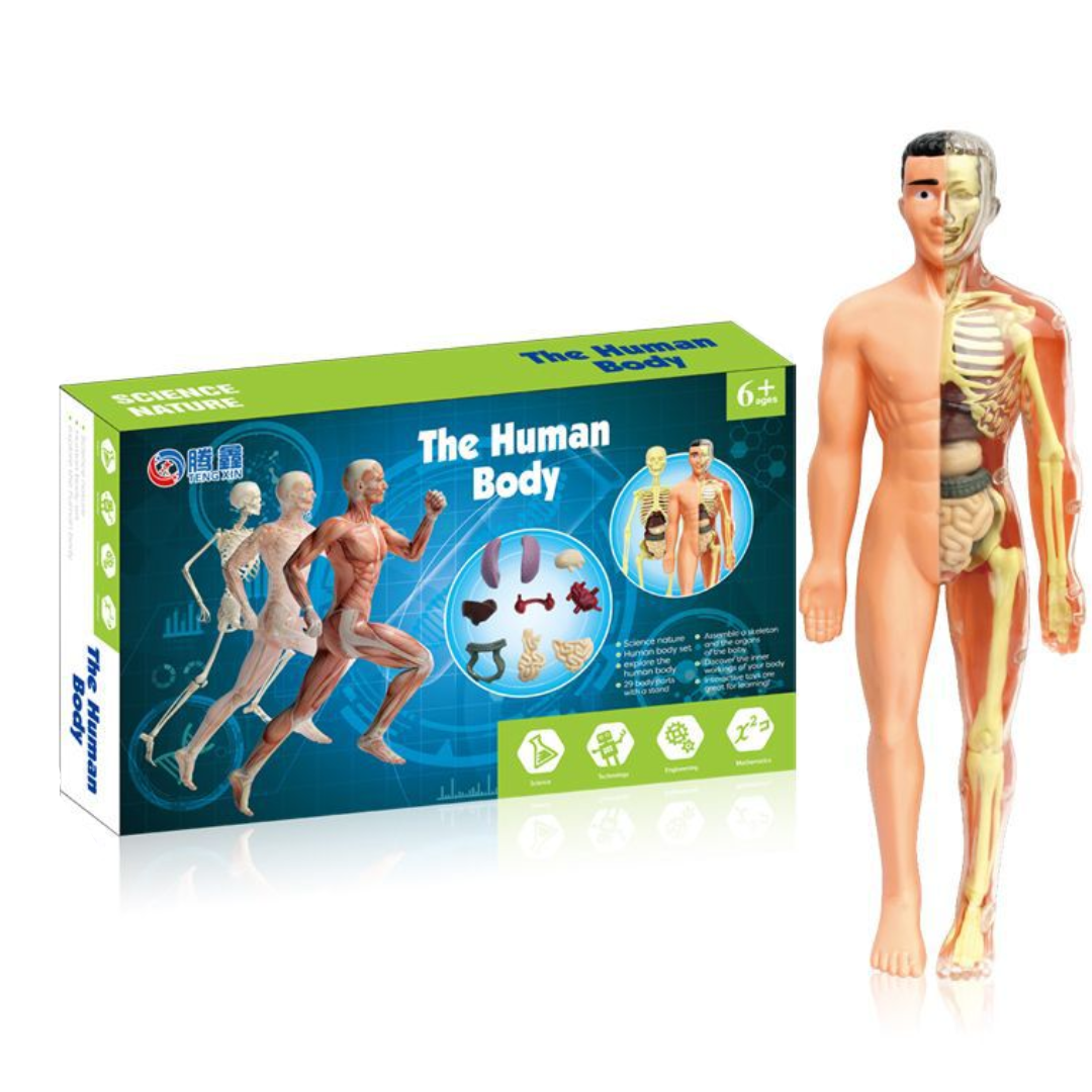 Human Anatomy – Lære og opdage – Modelkit af menneskekroppen