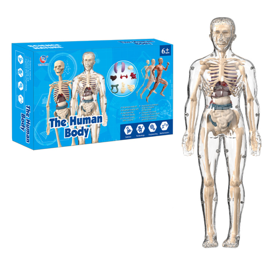Human Anatomy – Lære og opdage – Modelkit af menneskekroppen