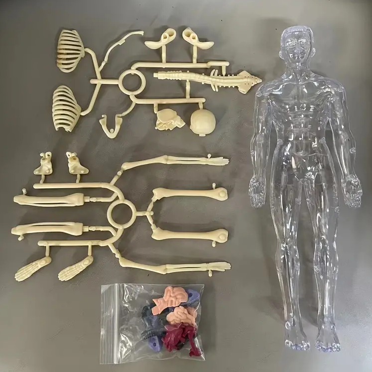 Human Anatomy – Lære og opdage – Modelkit af menneskekroppen