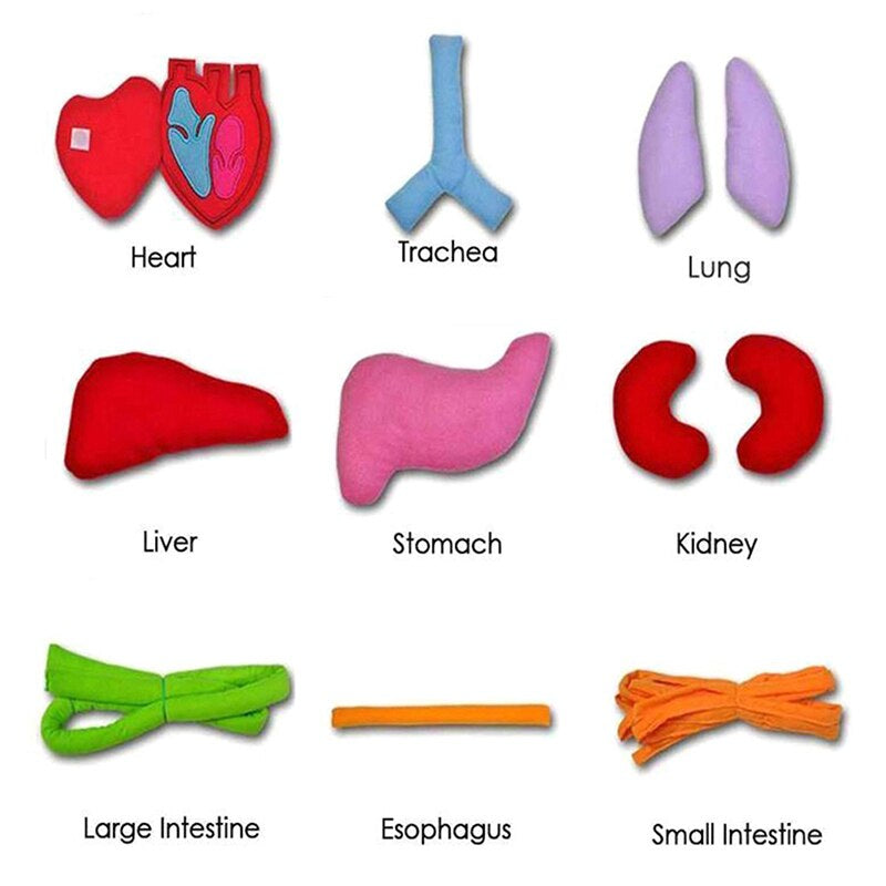 Anatomi forklæde™ | Undersøg kroppen på en interaktiv måde - Organer forklæde